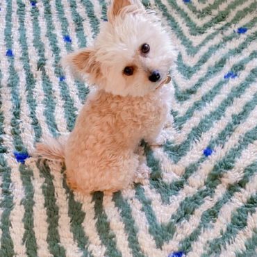 Sage Green Moroccan rug   – NIGELLA